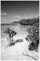 Mangrove shoreline on Elliott Key near the harbor, afternoon. Biscayne National Park, Florida, USA. (black and white)