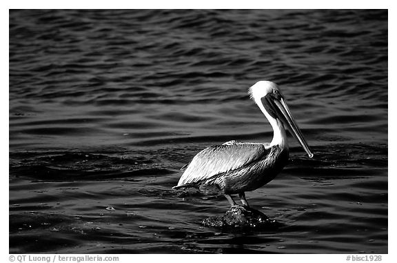 Pelican. Biscayne National Park, Florida, USA.