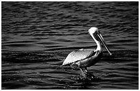 Pelican. Biscayne National Park, Florida, USA. (black and white)