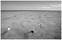 Snorklers. Biscayne National Park, Florida, USA. (black and white)