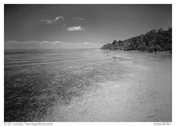 Shoreline and seagrass on Elliott Key near the harbor. Biscayne National Park, Florida, USA.