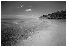 Shoreline and seagrass on Elliott Key near the harbor. Biscayne National Park, Florida, USA. (black and white)