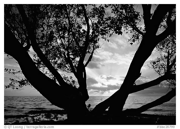 Sunrise framed by tree, Elliott Key. Biscayne National Park, Florida, USA.