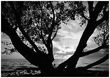 Sunrise framed by tree, Elliott Key. Biscayne National Park ( black and white)