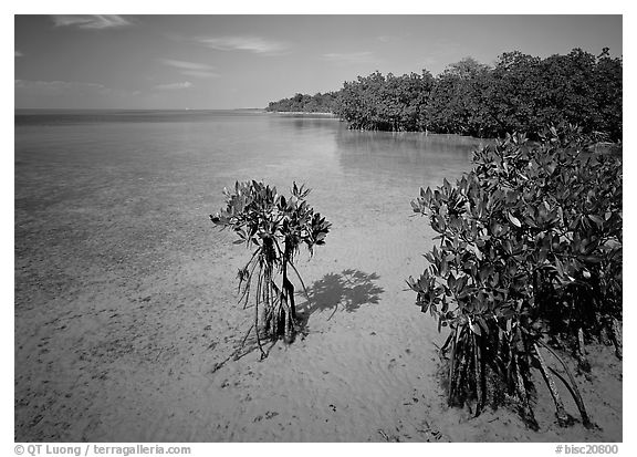 Mangrove shoreline on Elliott Key near the harbor, afternoon. Biscayne National Park (black and white)