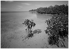 Depositional coastal environment with mangrove on Elliott Key, afternoon. Biscayne National Park, Florida, USA. (black and white)