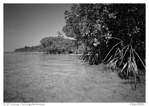 Mangrove trees in shallow water, Elliott Key, afternoon. Biscayne National Park, Florida, USA.