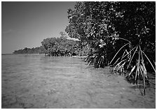 Mangrove trees in shallow water, Elliott Key, afternoon. Biscayne National Park ( black and white)