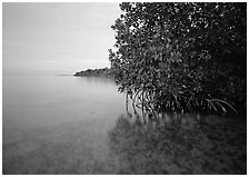 Mangrove shoreline at dusk, Elliott Key. Biscayne National Park ( black and white)