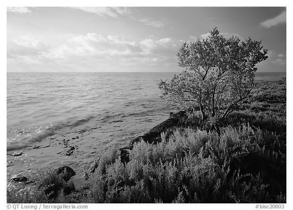 Saltwarts plants and tree on oceanside coast, early morning, Elliott Key. Biscayne National Park, Florida, USA.