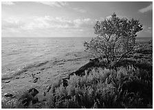 Saltwarts plants and tree on the outer coast, early morning, Elliott Key. Biscayne National Park ( black and white)