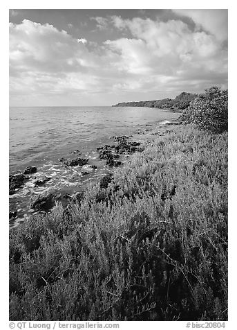 Saltwarts plants on outer coast, morning, Elliott Key. Biscayne National Park, Florida, USA.