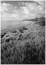 Saltwarts plants on outer coast, morning, Elliott Key. Biscayne National Park, Florida, USA. (black and white)