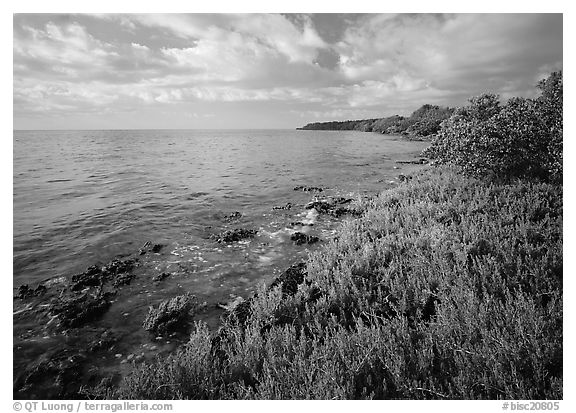 Saltwarts plants and tree on the outer coast, morning, Elliott Key. Biscayne National Park (black and white)