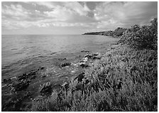 Saltwarts plants and tree on the outer coast, morning, Elliott Key. Biscayne National Park ( black and white)