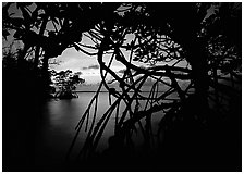 Silhouetted mangroves at dusk. Biscayne National Park, Florida, USA. (black and white)