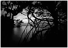 Silhouetted mangroves at dusk. Biscayne National Park ( black and white)