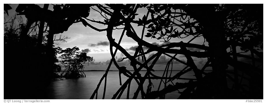 View over Florida Bay through mangrove branches at sunset. Biscayne National Park (black and white)
