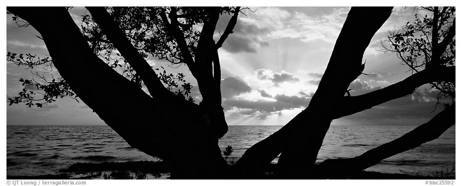 Ocean sunrise seen through branches of tree. Biscayne National Park (black and white)