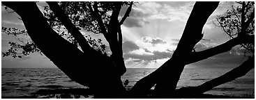 Ocean sunrise seen through branches of tree. Biscayne National Park (Panoramic black and white)