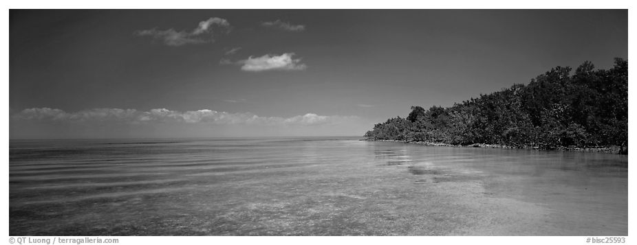 Mangrove shoreline on Florida Bay. Biscayne National Park (black and white)