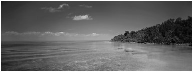 Mangrove shoreline on Florida Bay. Biscayne National Park (Panoramic black and white)