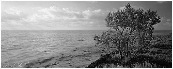 Tree on Atlantic Ocean shore. Biscayne National Park (Panoramic black and white)