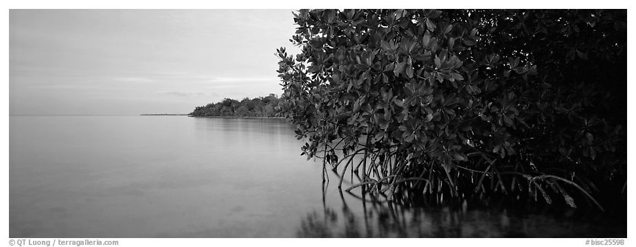 Florida Bay shore at dusk. Biscayne National Park (black and white)