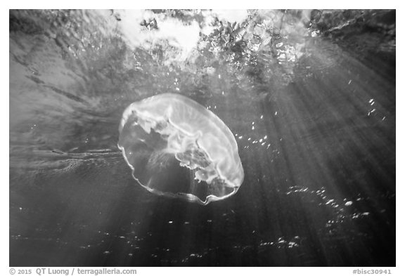 Jellyfish and sunrays below mangroves. Biscayne National Park (black and white)