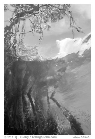 Looking up mangrove from under water. Biscayne National Park (black and white)