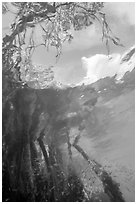 Looking up mangrove from under water. Biscayne National Park ( black and white)