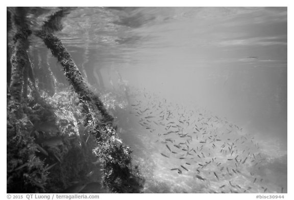 Mangrove roots and juvenile fish. Biscayne National Park (black and white)
