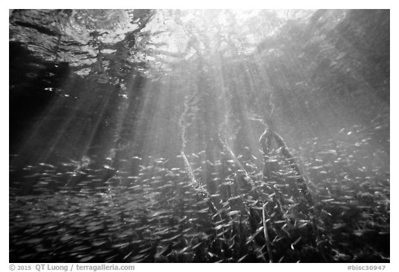 Sunrays and silverside fish school in mangrove forest. Biscayne National Park (black and white)