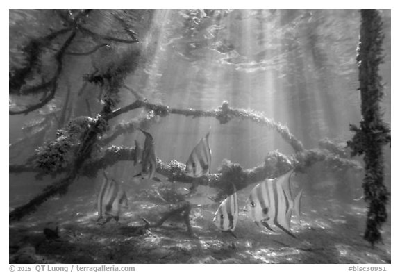 Large angelfish and mangrove roots. Biscayne National Park (black and white)