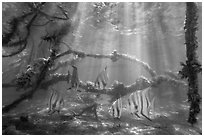 Large angelfish and mangrove roots. Biscayne National Park ( black and white)