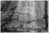 Large angelfish and mangrove roots. Biscayne National Park ( black and white)