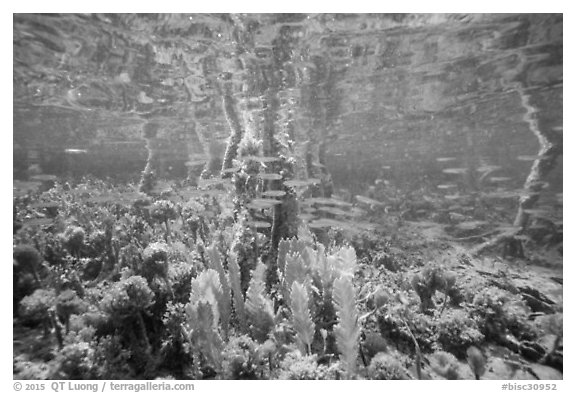 Fish swim under mangal. Biscayne National Park (black and white)