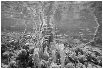 Fish swim under mangal. Biscayne National Park ( black and white)