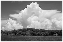 Cumulonimbus clouds above Elliot Key mangroves. Biscayne National Park, Florida, USA. (black and white)