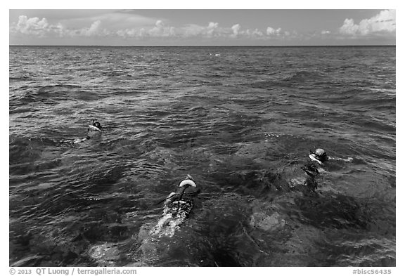 Snorklers and reef. Biscayne National Park (black and white)