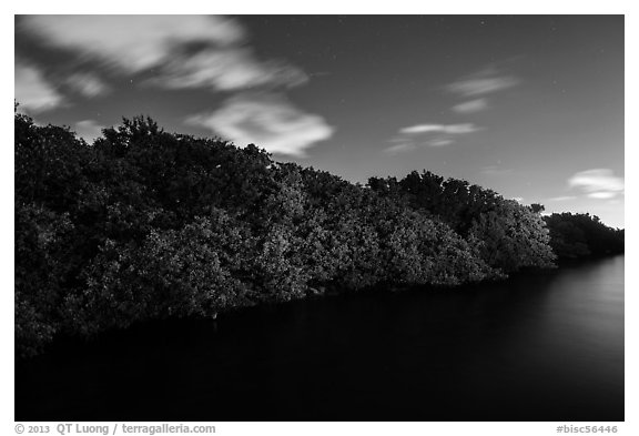 Row of mangroves trees at night, Convoy Point. Biscayne National Park (black and white)