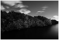 Row of mangroves trees at night, Convoy Point. Biscayne National Park, Florida, USA. (black and white)