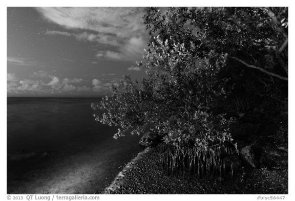 Mangroves and Biscayne Bay at night, Convoy Point. Biscayne National Park (black and white)