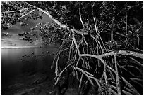 Mangrove tree branches at night, Convoy Point. Biscayne National Park, Florida, USA. (black and white)