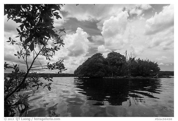 Mangrove islet, Biscayne Bay. Biscayne National Park (black and white)