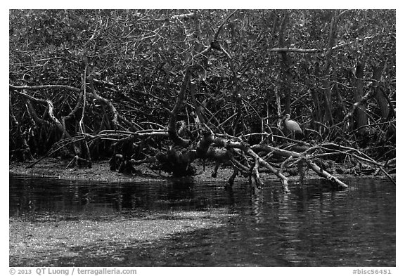 Bird amongst mangroves. Biscayne National Park (black and white)