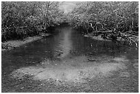 Stream lined up with mangroves. Biscayne National Park, Florida, USA. (black and white)