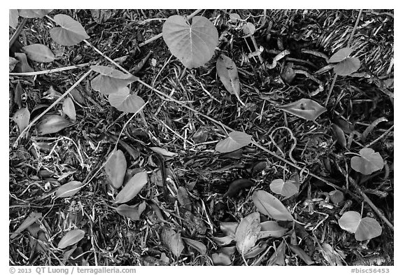 Fallen mangrove leaves, beached seagrass. Biscayne National Park, Florida, USA.