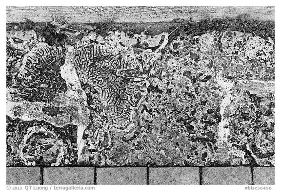 Coral rock used as pavement, Convoy Point. Biscayne National Park, Florida, USA.