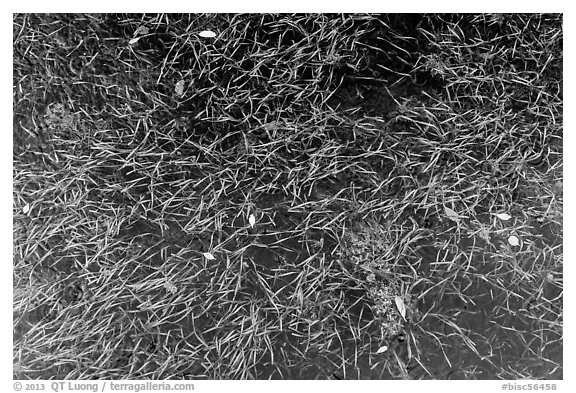 Underwater sea grass and fallen mangrove leaves. Biscayne National Park (black and white)